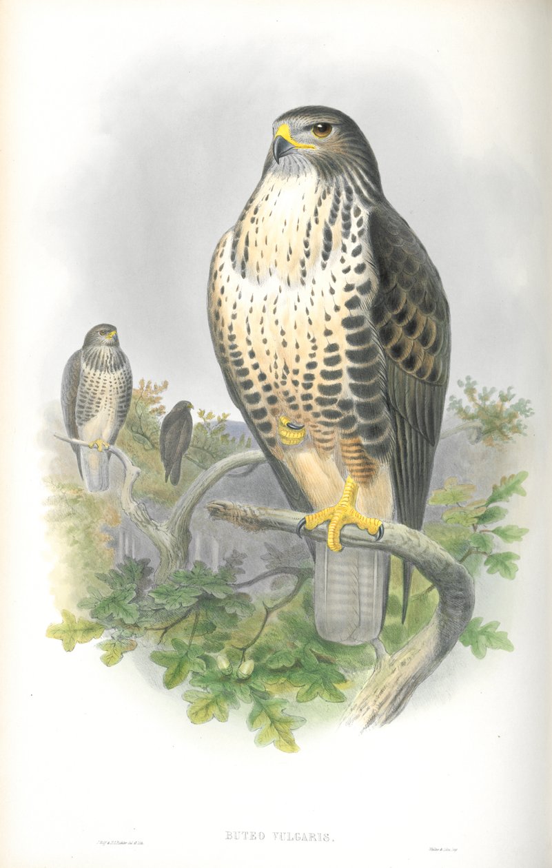 Illustrasjon av Buteo Vulgaris (vanlig musvåg) av John Gould
