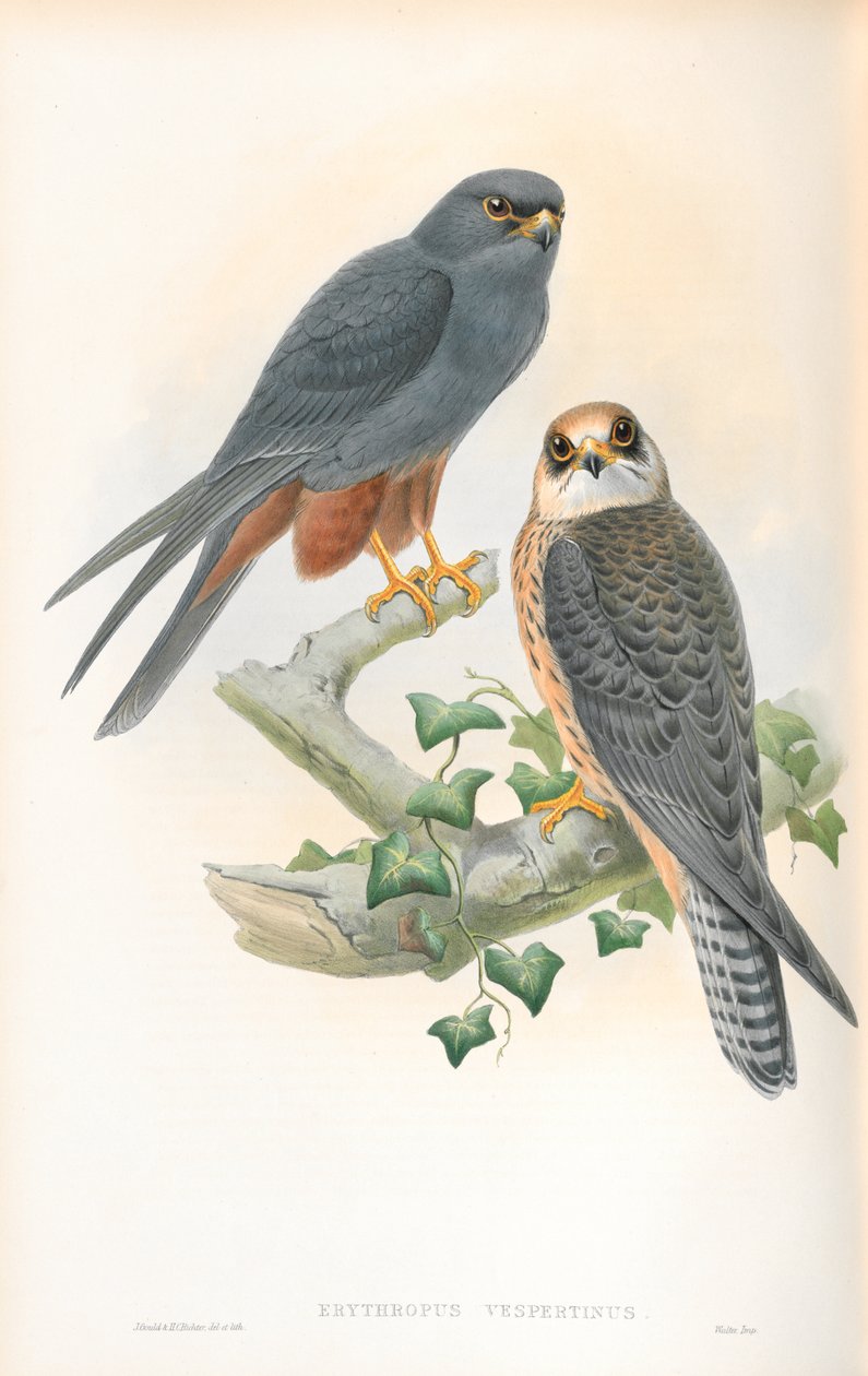 Illustrasjon av Erythropus Vespertinus (Orange-legged Hobby) av John Gould