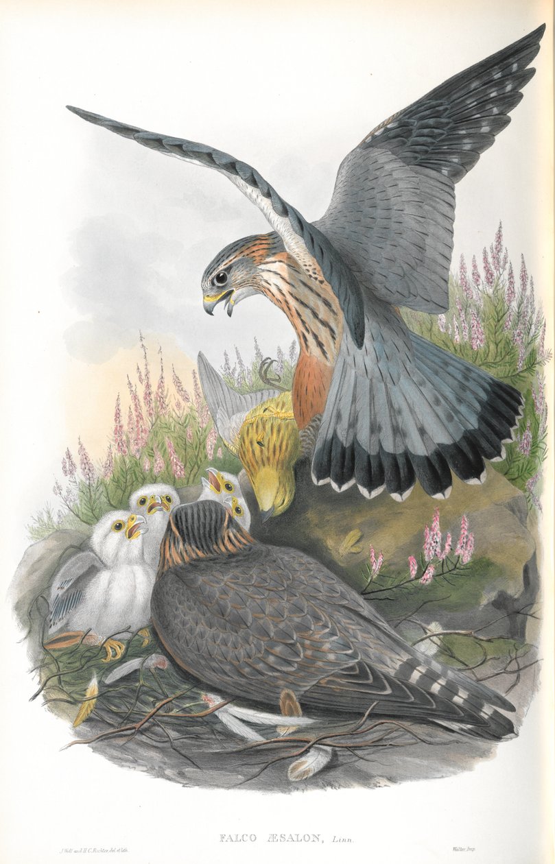 Illustrasjon av Falco Aesalon (Merlin) av John Gould