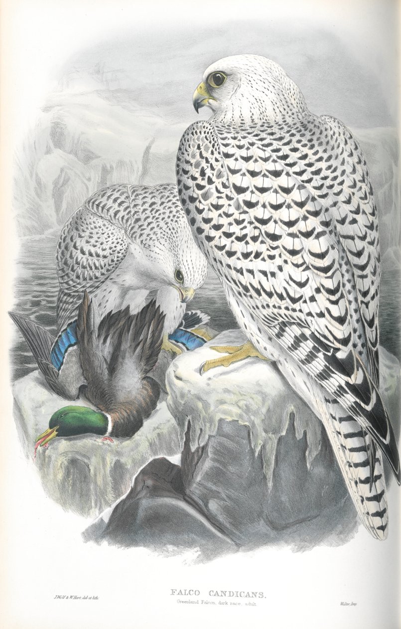 Illustrasjon av Falco Candicans (Greenland Falcon Dark Race) av John Gould