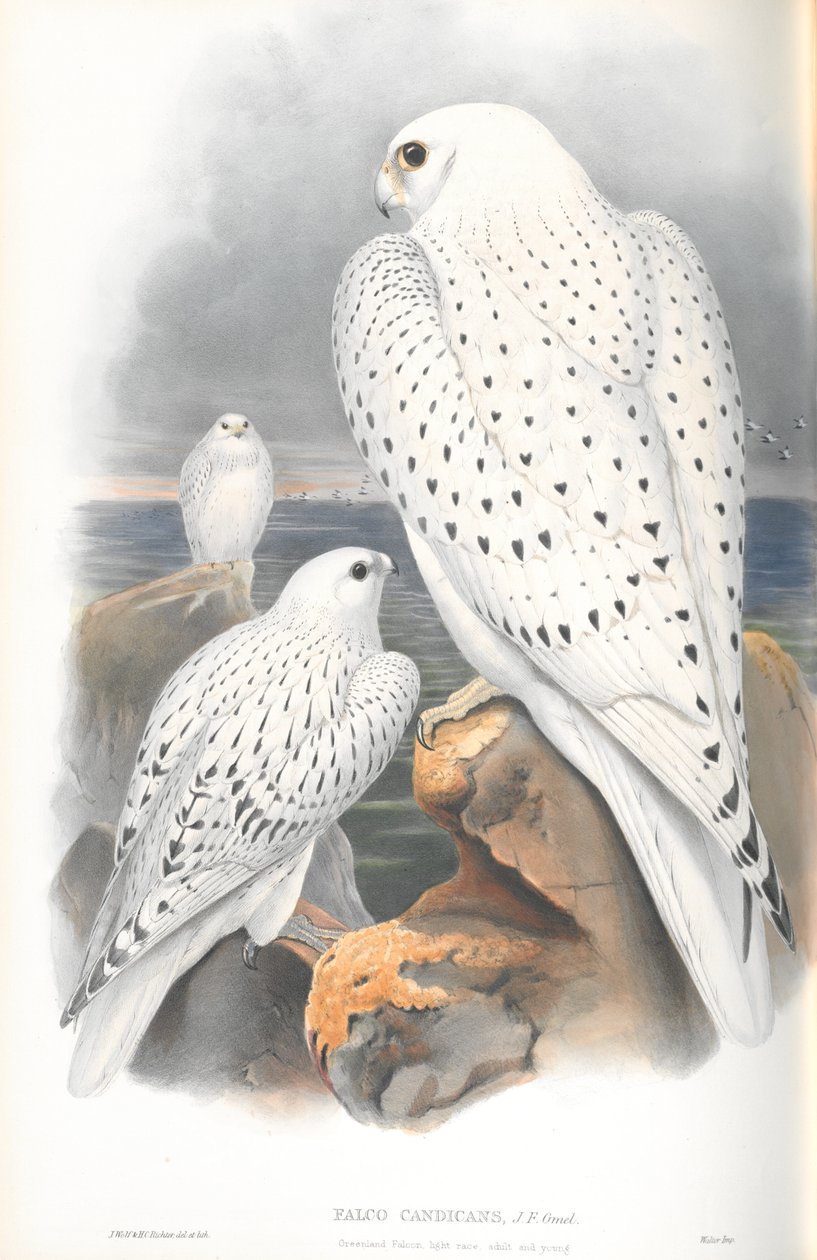 Illustrasjon av Falco Candicans (Greenland Falcon Light Race) av John Gould