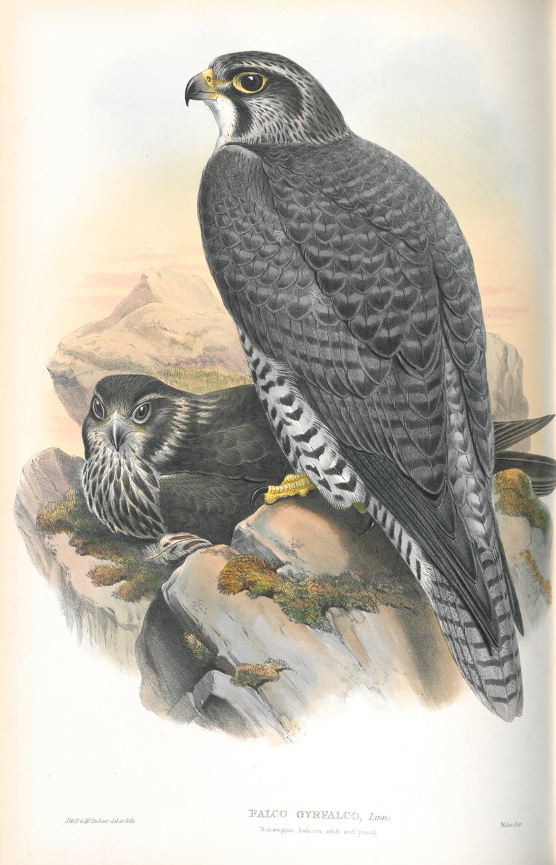Illustrasjon av Falco Gyrfalco (Norsk Gyrfalcon) av John Gould