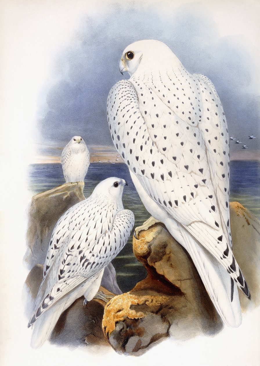 Illustrasjon av falker, 1873 av John Gould