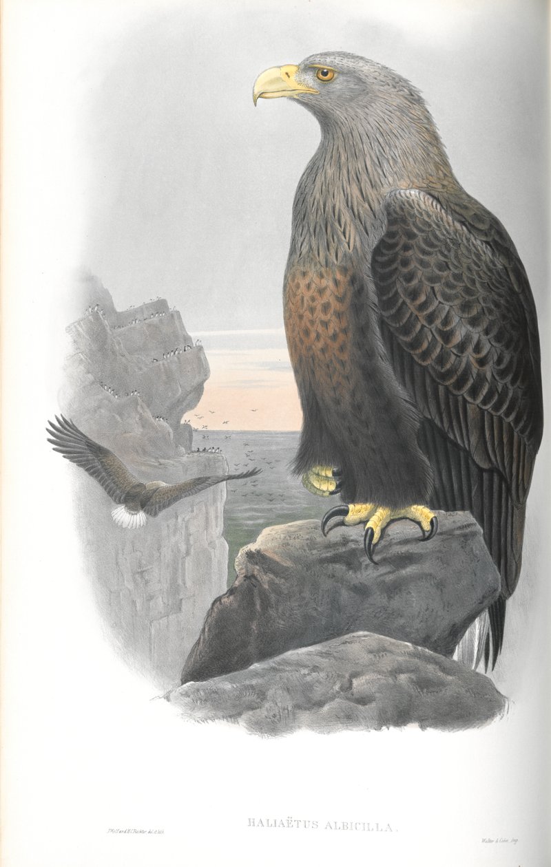 Illustrasjon av Haliaeetus Albicilla (havørn) av John Gould