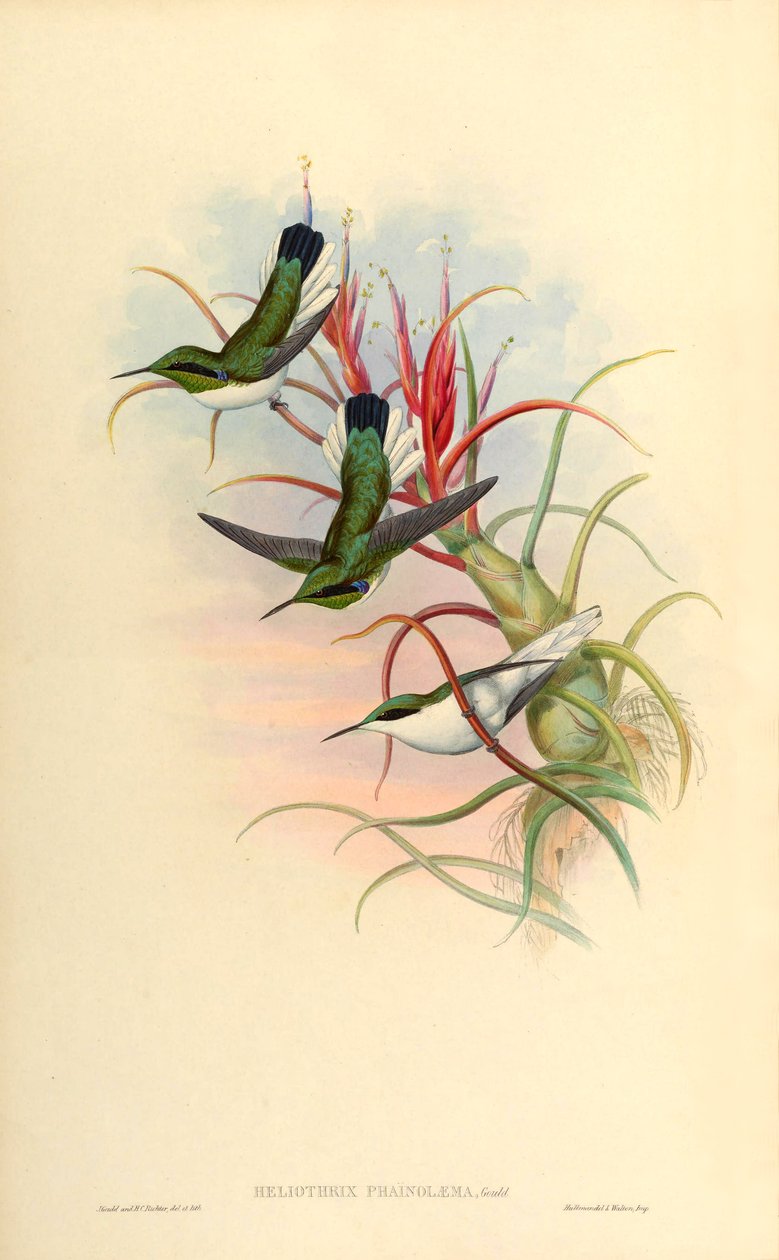 Illustrasjon av Heliothrix phaïnolæma (= Heliothryx auritus phainolaemus) (kolibri) på Tillandsia bulbosa (bromelia) av John Gould