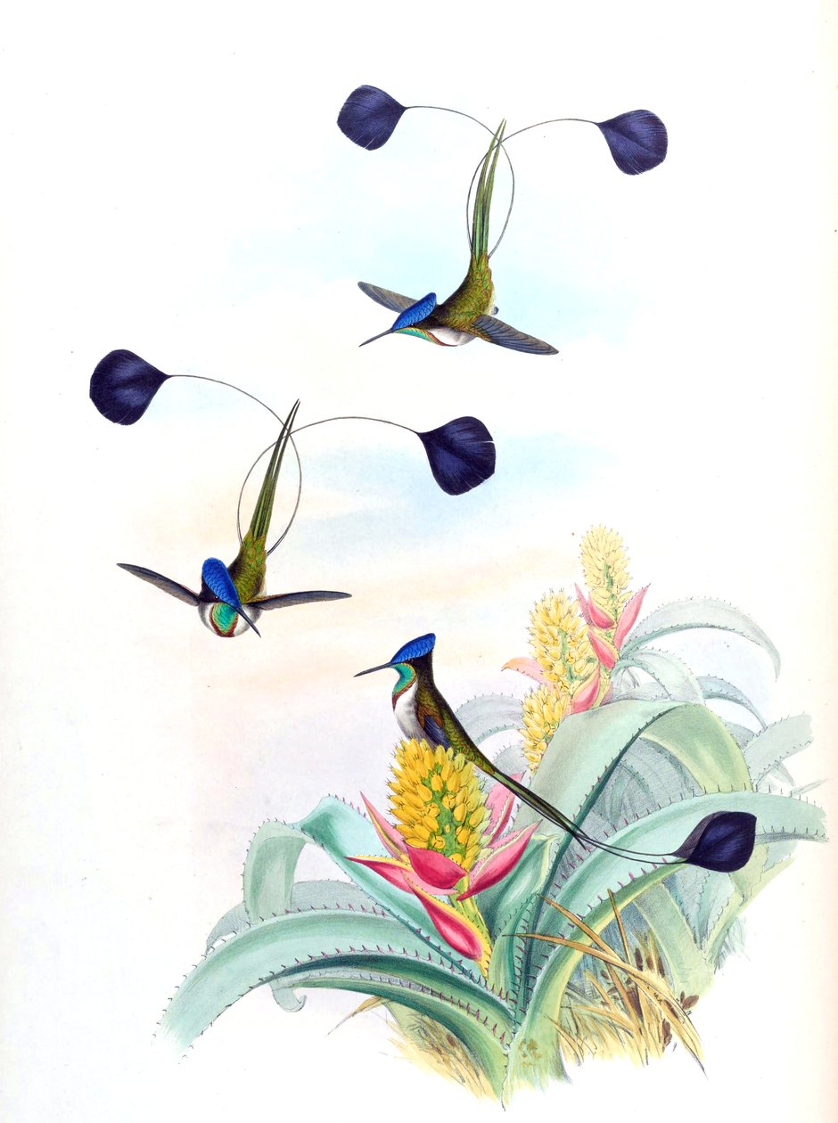 Illustrasjon av Loddigesia mirabilis (kolibri) på Aechmea mertensii (som syn. A. mucroniflora) (bromelia) av John Gould