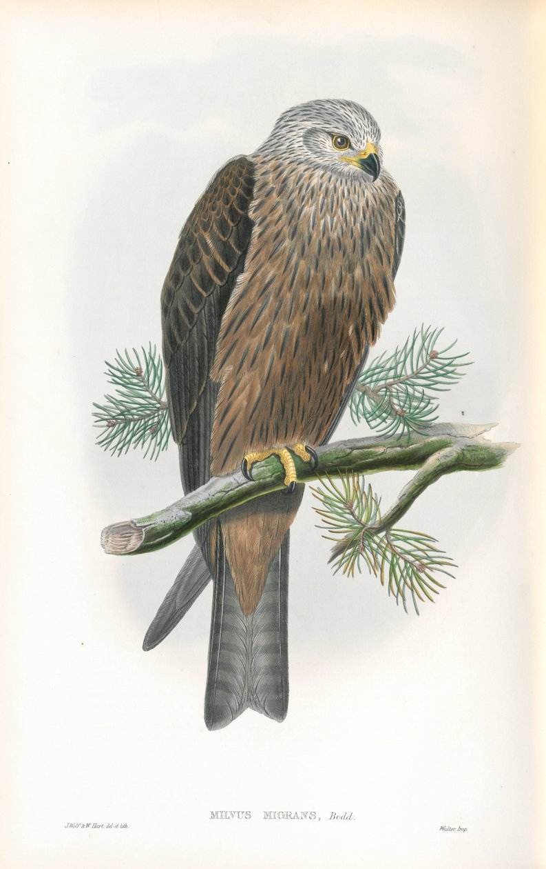 Illustrasjon av Milvus Migrans (Black Kite) av John Gould