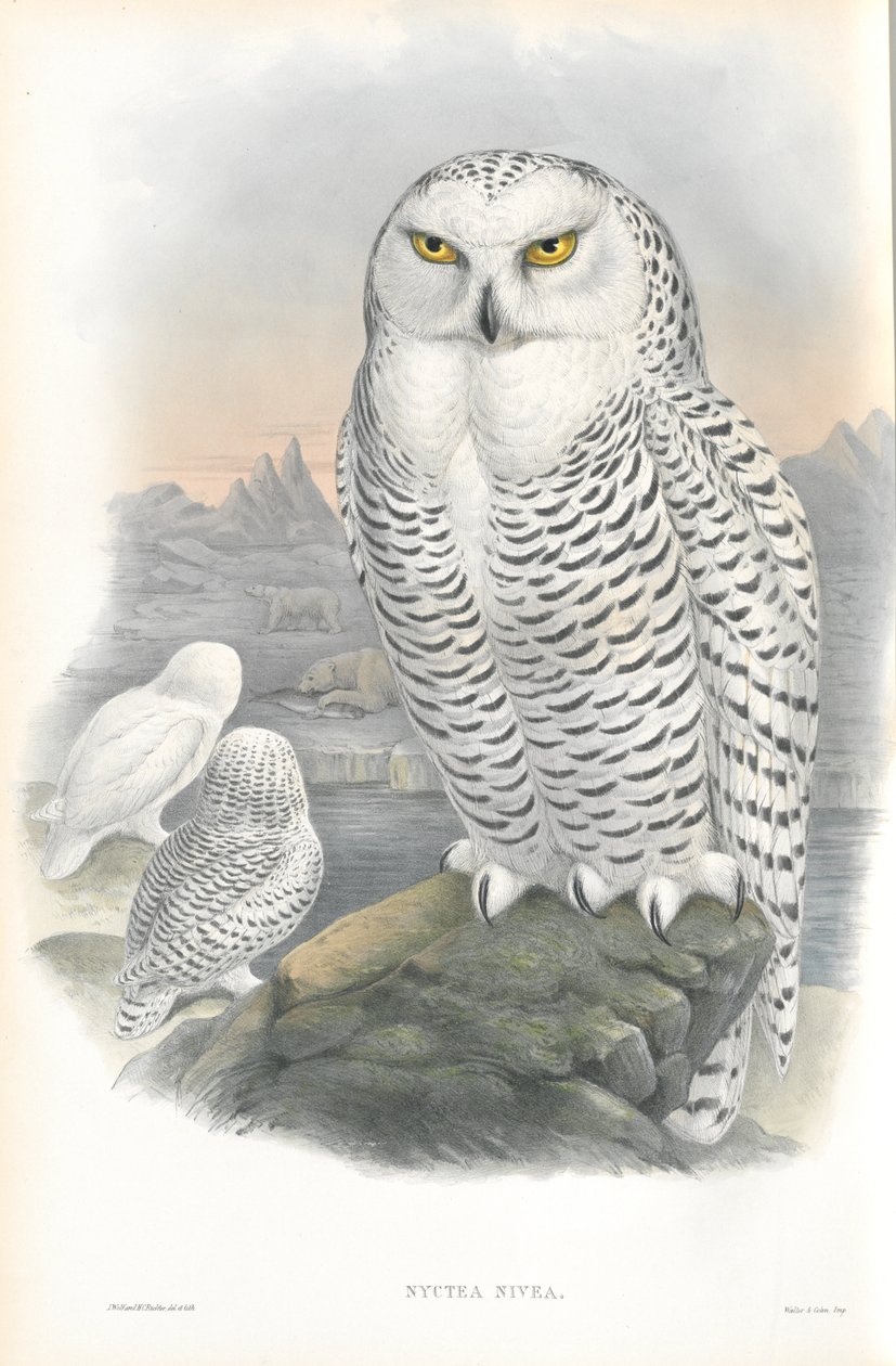 Illustrasjon av Nyctea Nivea (snøugle) av John Gould
