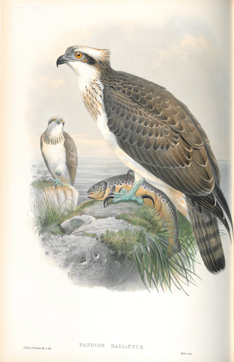 Illustrasjon av Pandion Haliaetus (Osprey) av John Gould