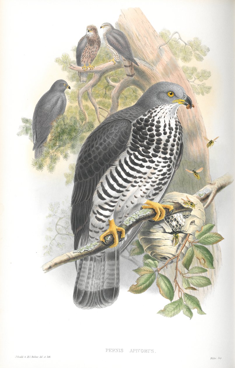 Illustrasjon av Pernis Apivorus (Honey-Buzzard) av John Gould