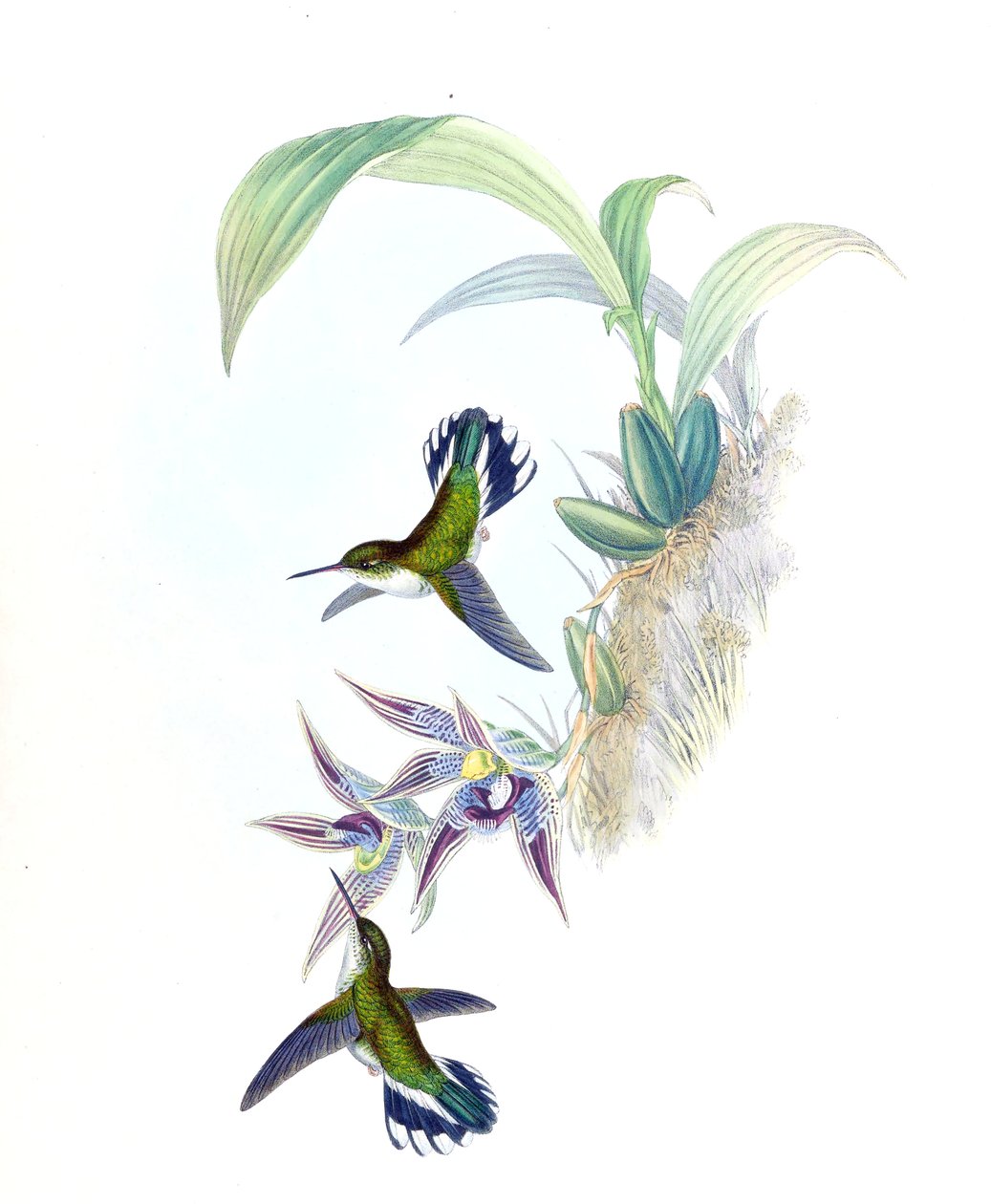Illustrasjon av Phlogophilus hemileucurus på Paphinia cristata (orkide) av John Gould