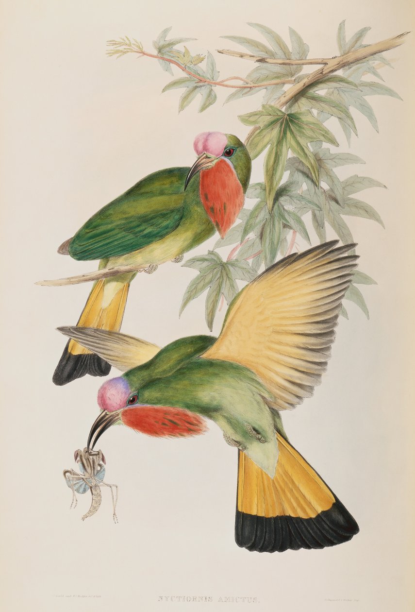 Kingfisher (Nyctiornis Amictus) fra Birds of Asia av John Gould