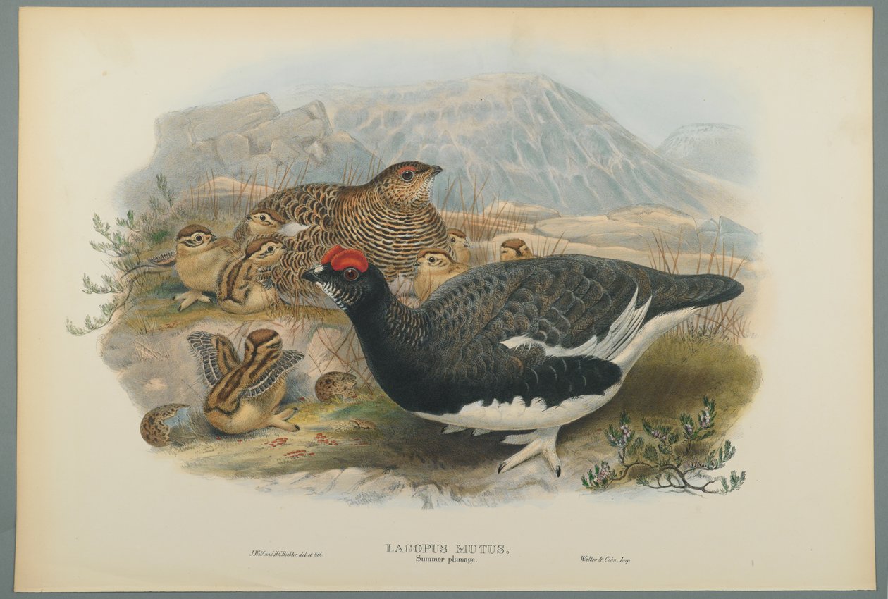 Lagopus Mutus, sommerfjærdrakt: Ripe (fargelitho på vevd papir) av John Gould
