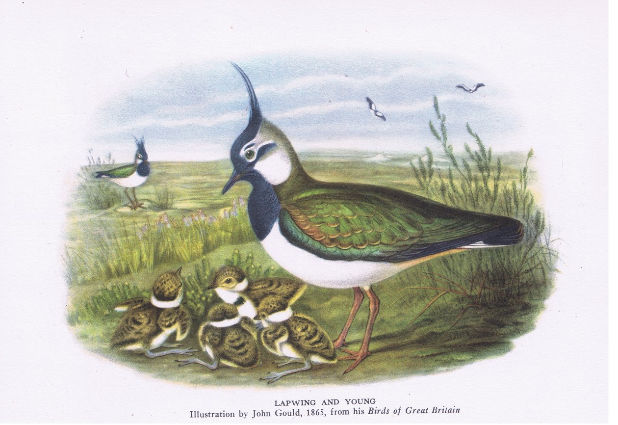 Lapwing and young, Nature in Britain utgitt av Collins, 1946 av John Gould