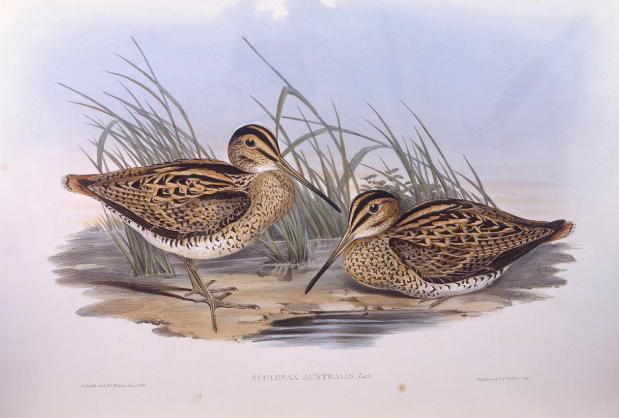 Lathams snipe (Gallinago hardwickii), Gravering av John Gould av John Gould