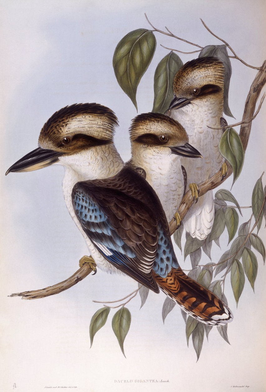 Leende kookaburra (Dacelo novaeguineae), Gravering av John Gould av John Gould
