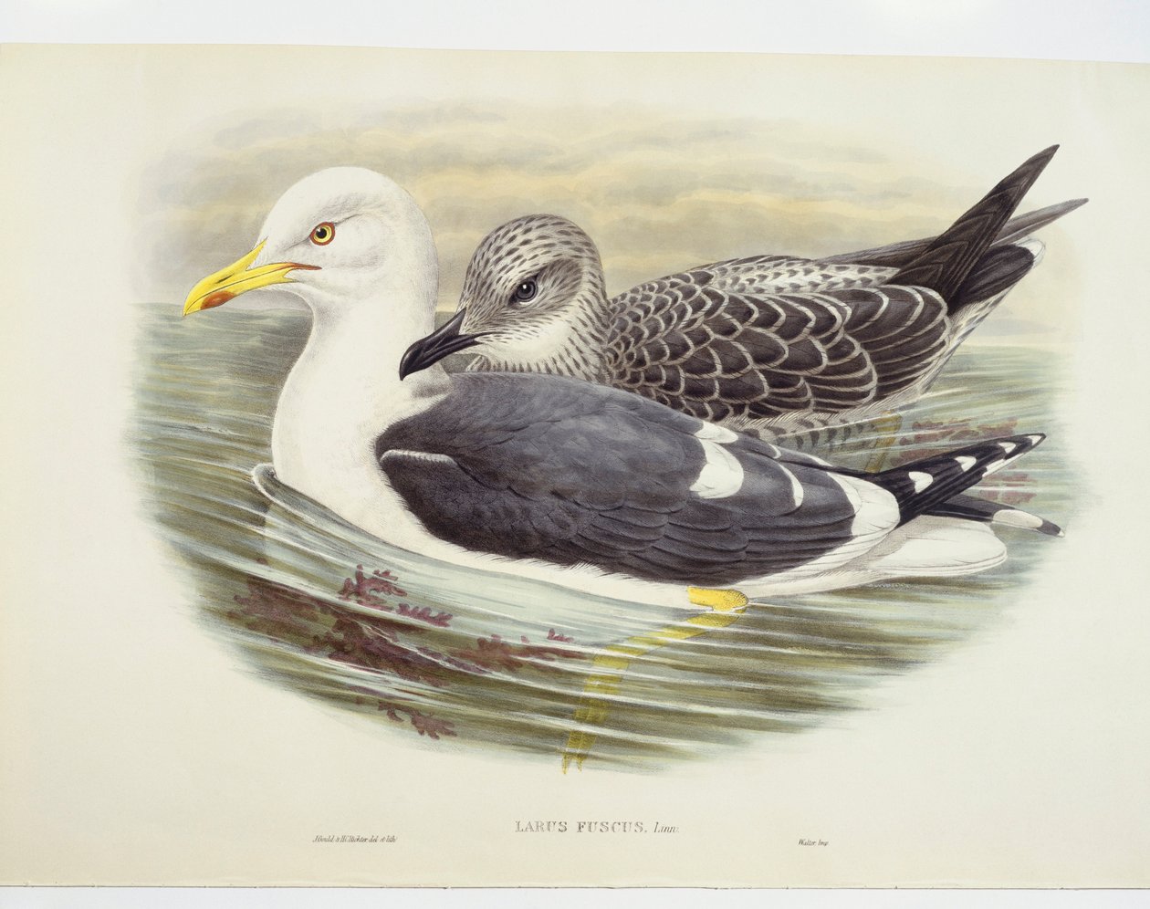 Mindre svartbak (Larus fuscus), illustrasjon av John Gould