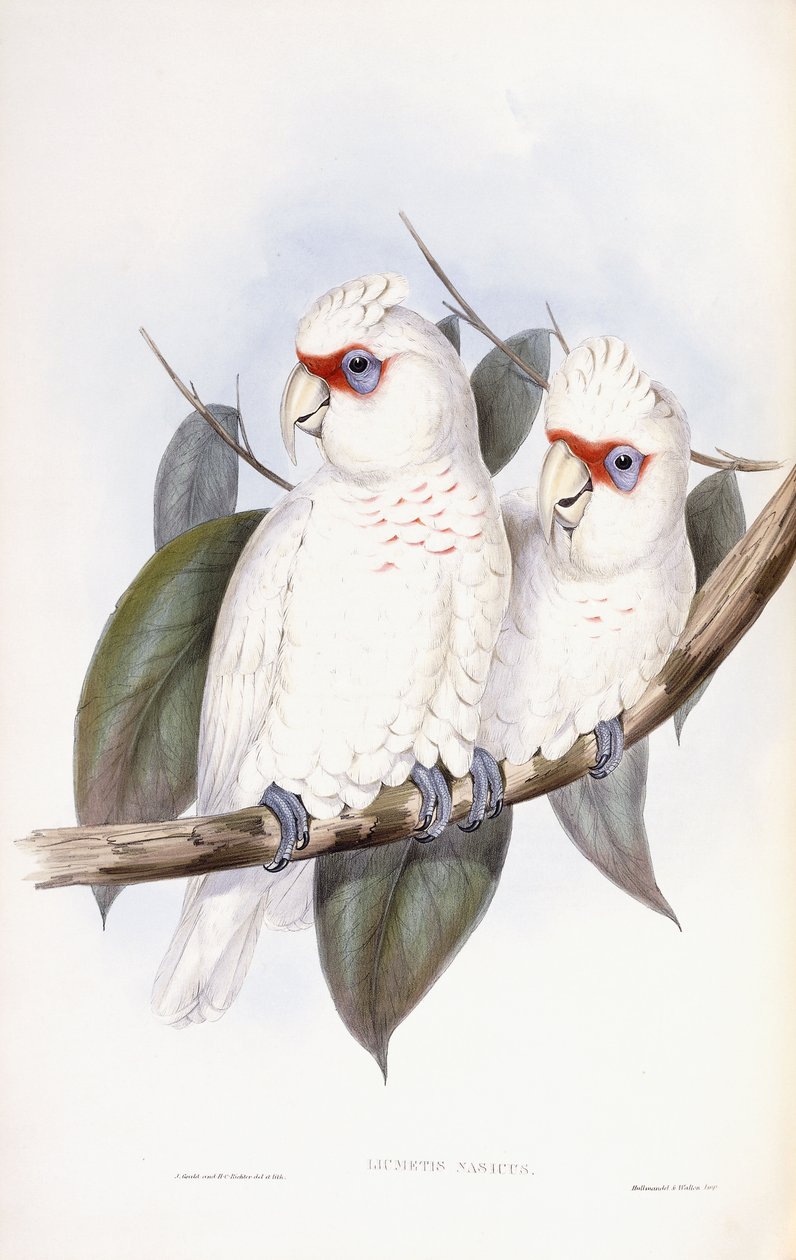 Langnebbkakadu av John Gould