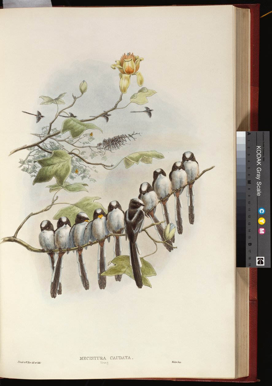 Langmeis av John Gould