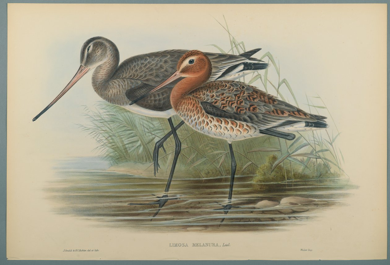 Lurinosa Melanura (fargelitho på vevd papir) av John Gould
