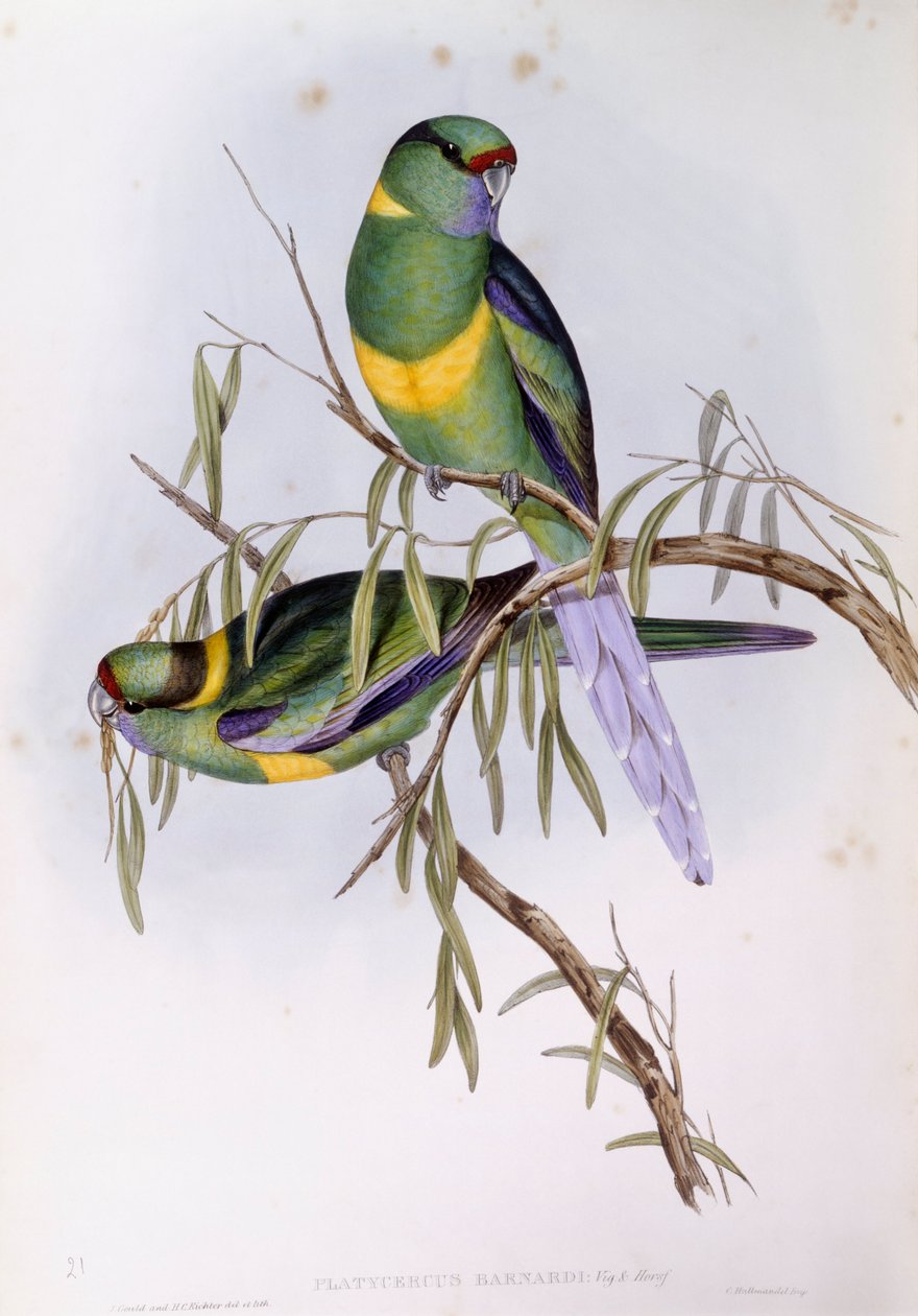 Mallee ringneck (Platycercus eller Barnardius barnardi), Gravering av John Gould av John Gould