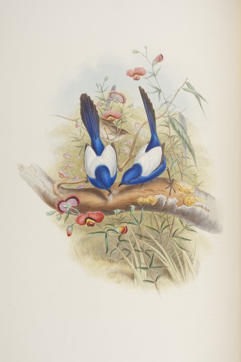 Malurus leuconotus, fra "The Birds of Australia" av John Gould, 1840 av John Gould