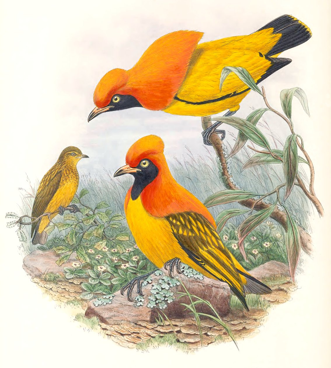  av John Gould