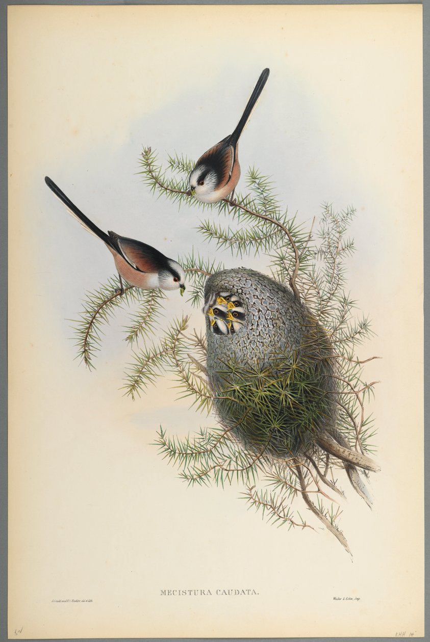 Mecistura Caudata - Langhalet meis (farget litho på vevd papir) av John Gould