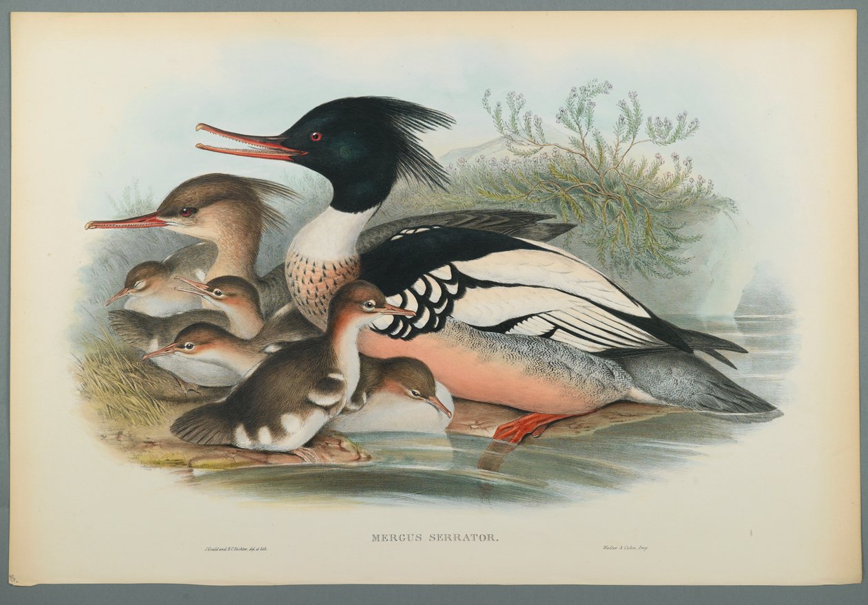 Mergus Serrator: Merganser (fargelitho på vevd papir) av John Gould