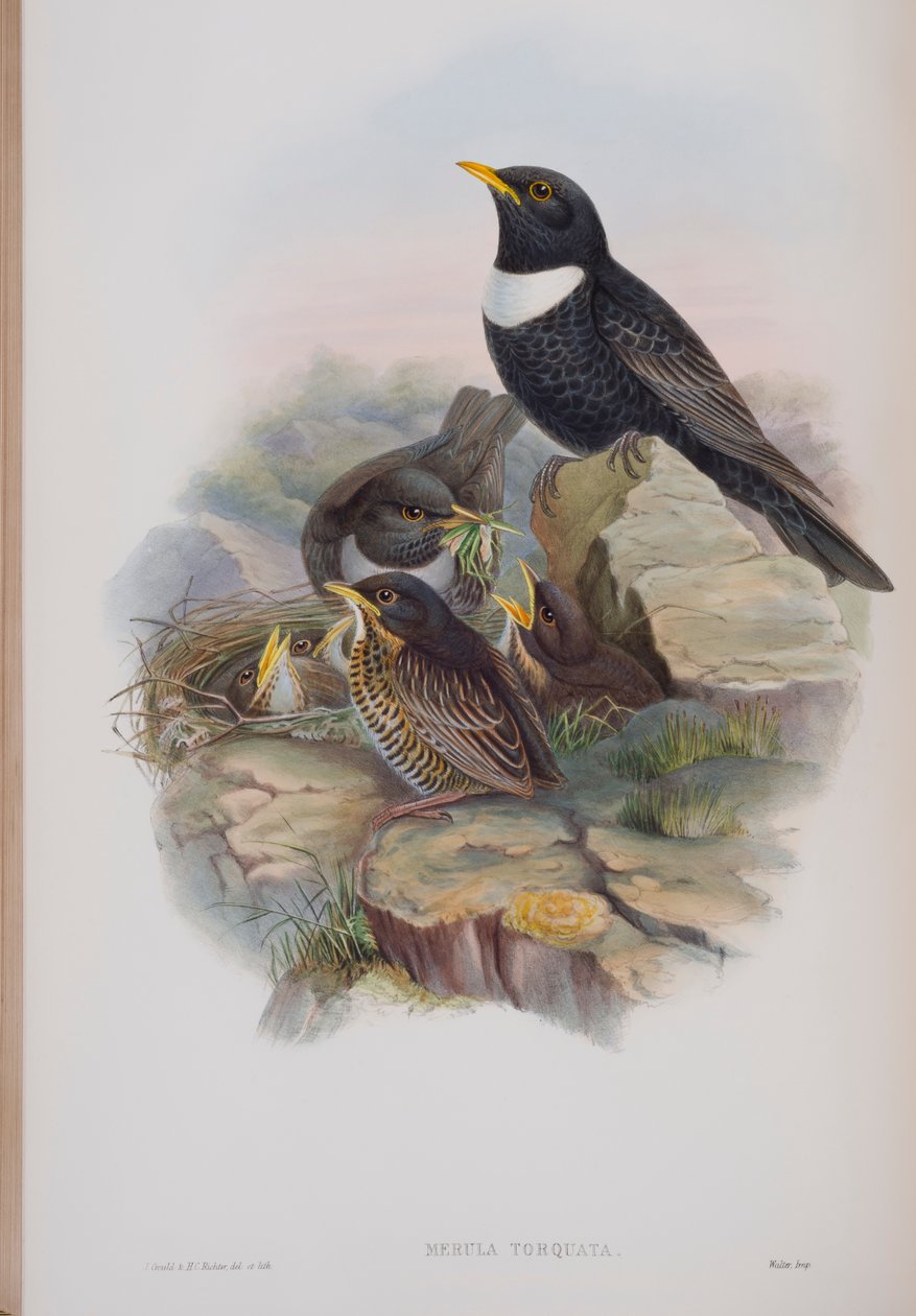 Merula Torquata, plate fra The Birds of Great Britain av John Gould, utgitt 1862-73 (håndfarget lito) av John Gould