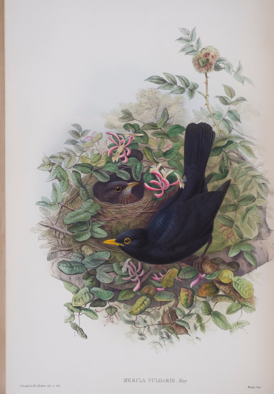 Merula Vulgaris, plate fra The Birds of Great Britain av John Gould, utgitt 1862-73 (håndfarget lito) av John Gould