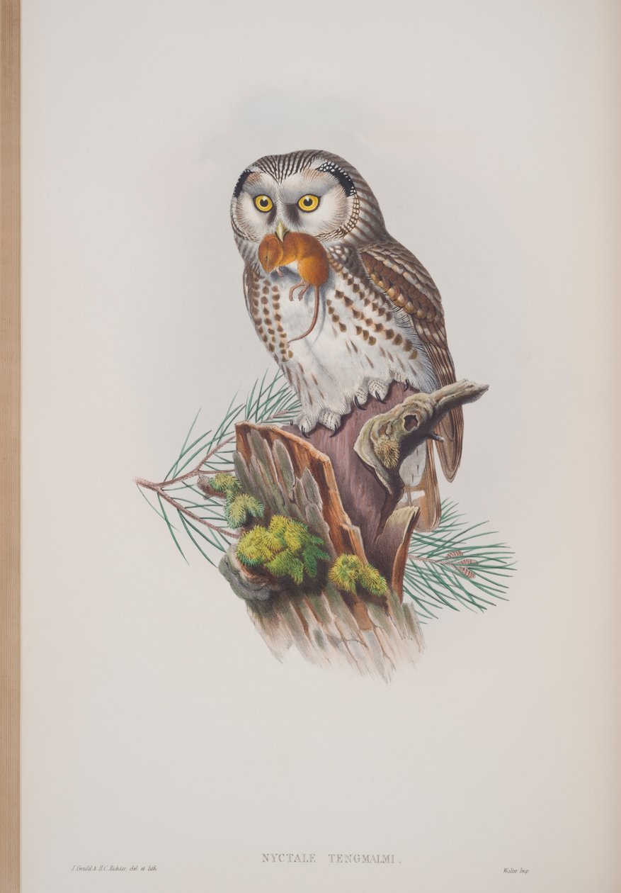 Nyctale Tengmalmi, plate fra The Birds of Great Britain av John Gould, utgitt 1862-73 (håndfarget lito) av John Gould