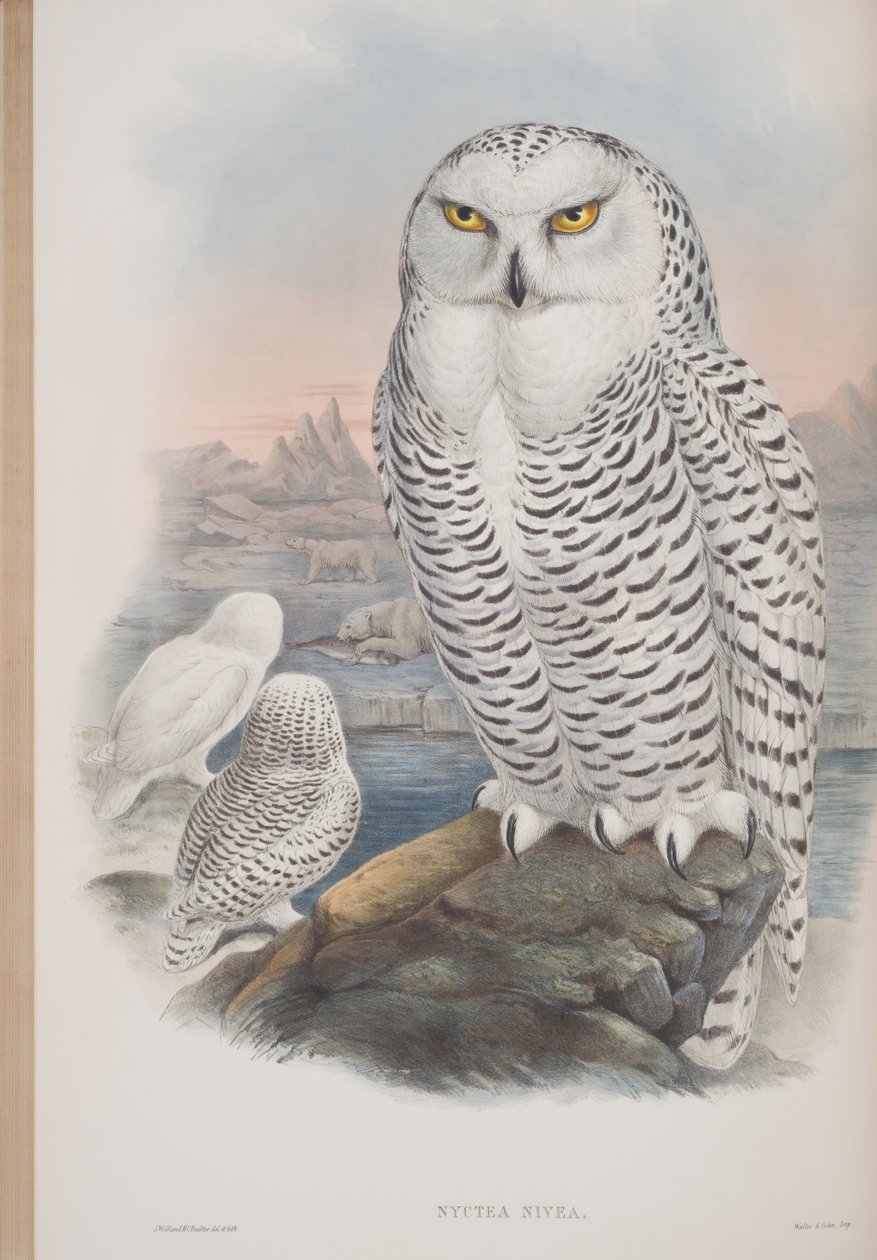 Nyctea Nivea, tallerken fra The Birds of Great Britain av John Gould, utgitt 1862-73 (håndfarget lito) av John Gould