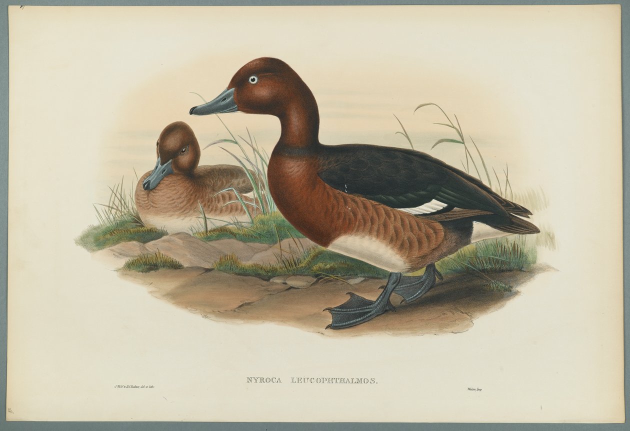 Nyroca Leucophtalmos: Hvite øyne eller jernand (farget litho på vevd papir) av John Gould