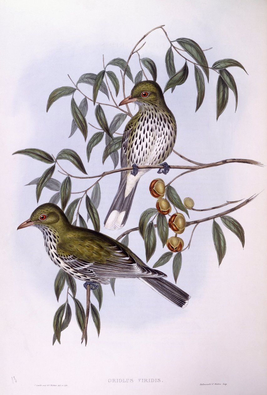 Olivenrygget oriole (Oriolus sagittatus), Gravering av John Gould av John Gould