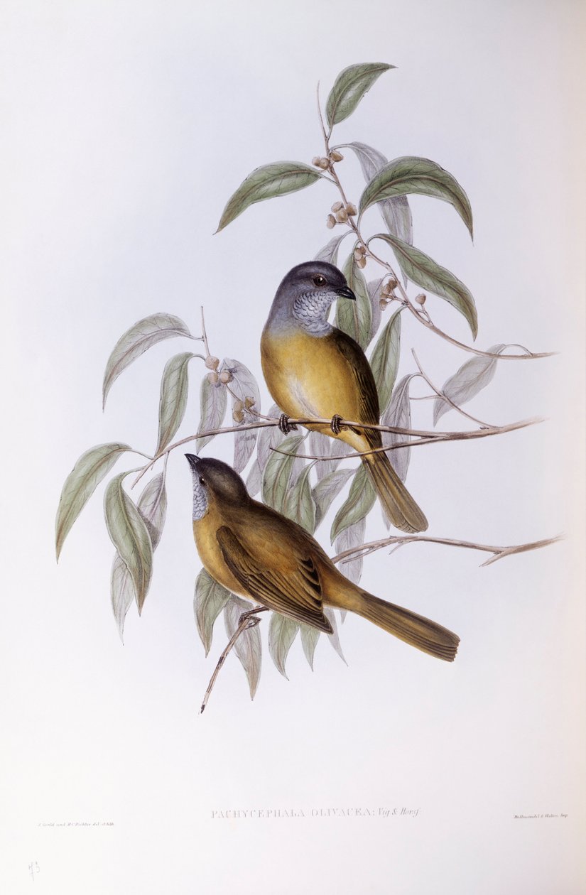 Oliven whistler (Pachycephala olivacea), Gravering av John Gould av John Gould