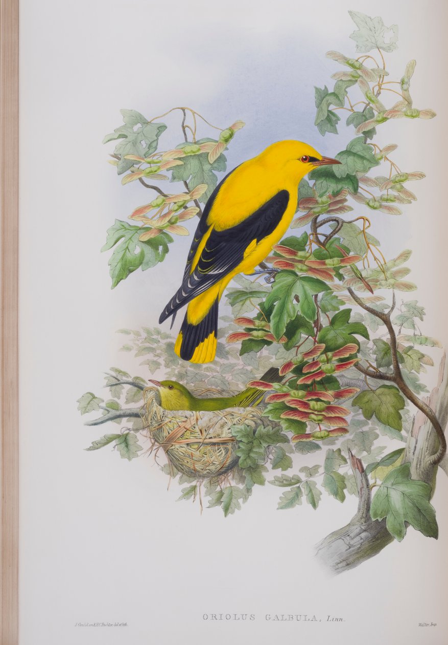 Oriolus Galbula, plate fra The Birds of Great Britain av John Gould, utgitt 1862-73 (håndfarget lito) av John Gould