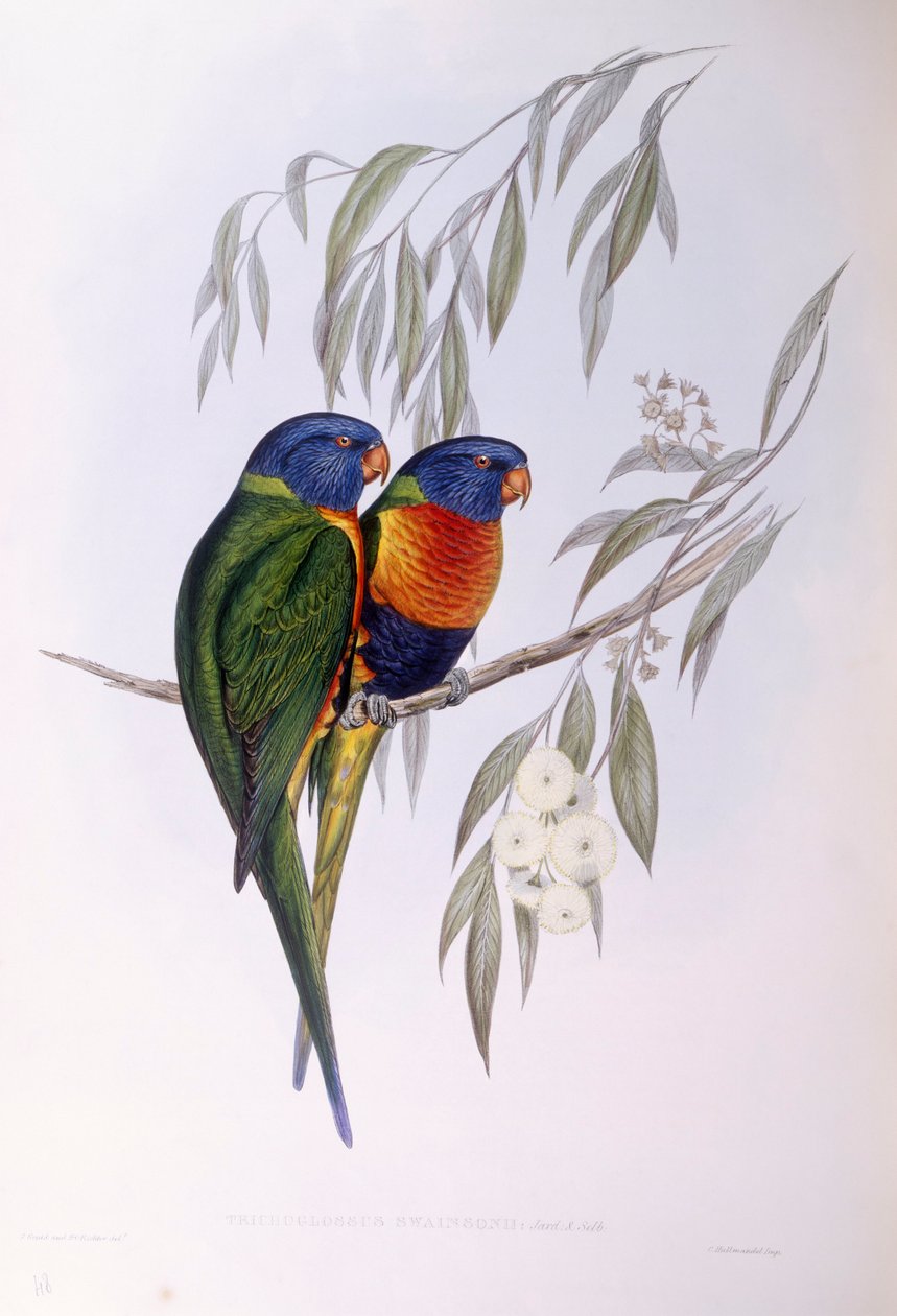 Utsmykket lorikeet (Trichoglossus ornatus), Gravering av John Gould av John Gould