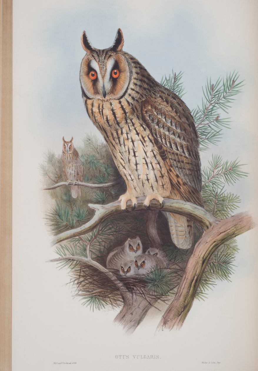Otus Vulgaris, plate fra The Birds of Great Britain av John Gould, utgitt 1862-73 (håndfarget lito) av John Gould