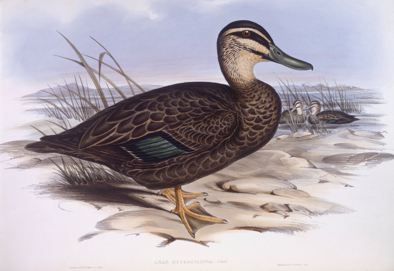 Stillehavssort and (Anas superciliosa), Gravering av John Gould av John Gould