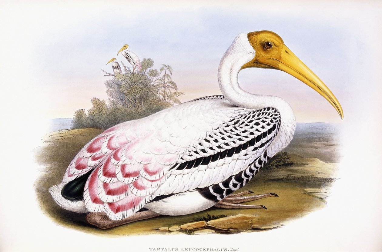 Malt Stork av John Gould