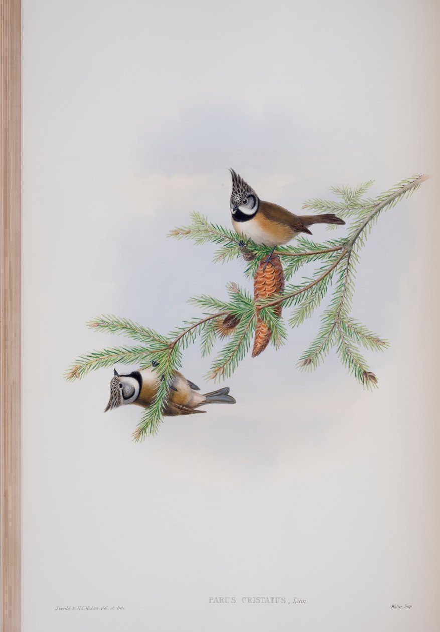 Parus Cristatus, plate fra The Birds of Great Britain av John Gould, utgitt 1862-73 (håndfarget lito) av John Gould