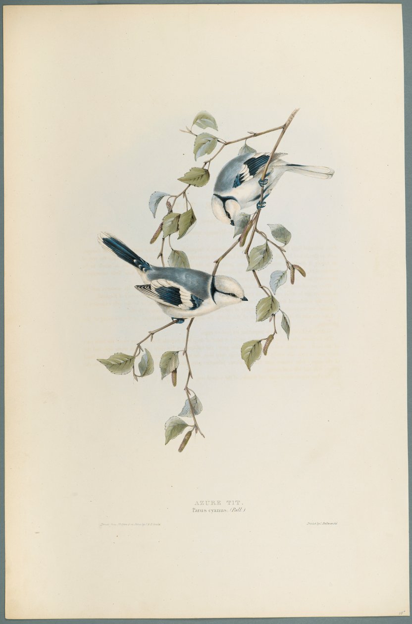 Parus Cyanus: Azurmeis (farge litho på vevd papir) av John Gould