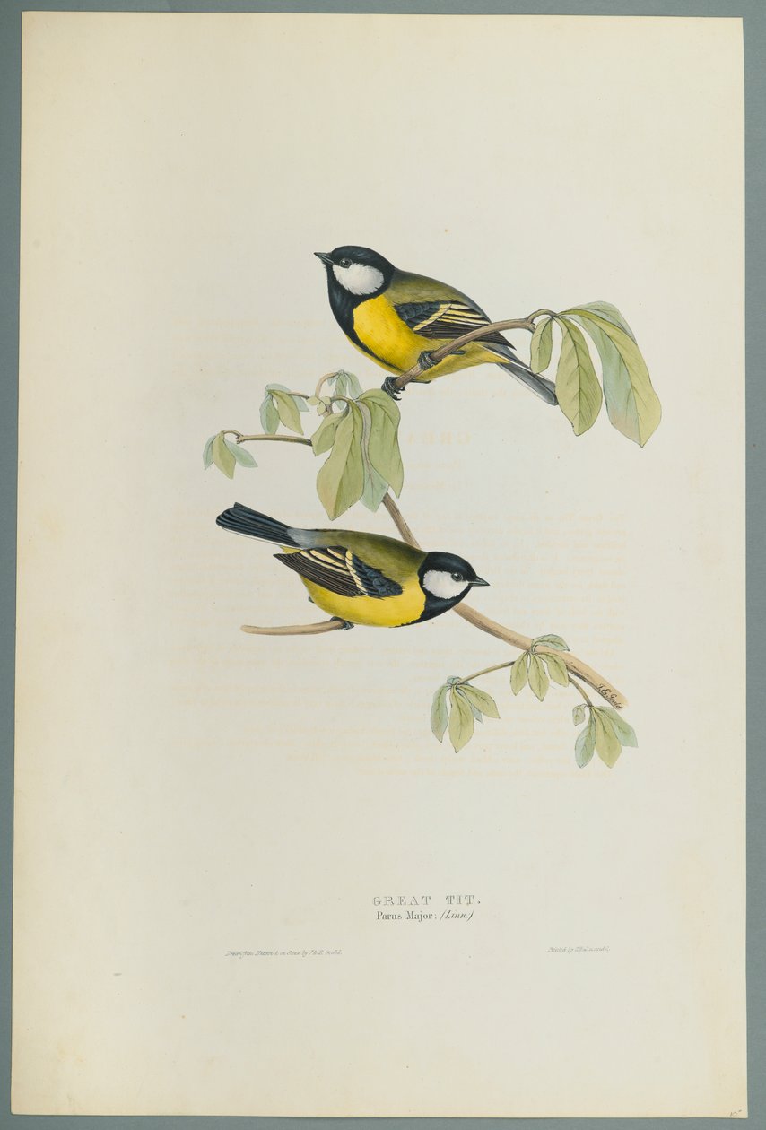 Parus Major: Pommemeis (fargelitho på vevd papir) av John Gould
