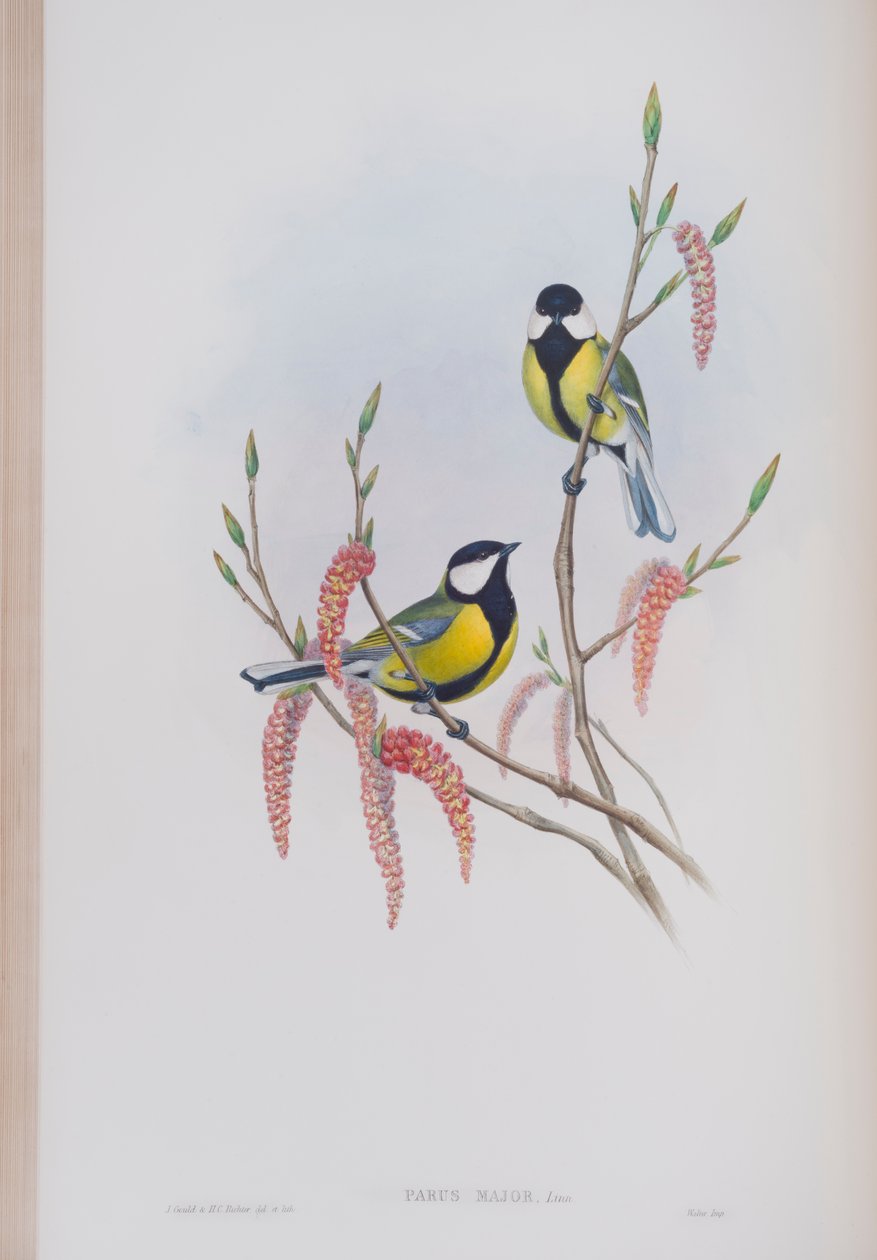 Parus Major, plate fra The Birds of Great Britain av John Gould, utgitt 1862-73 (håndfarget lito) av John Gould