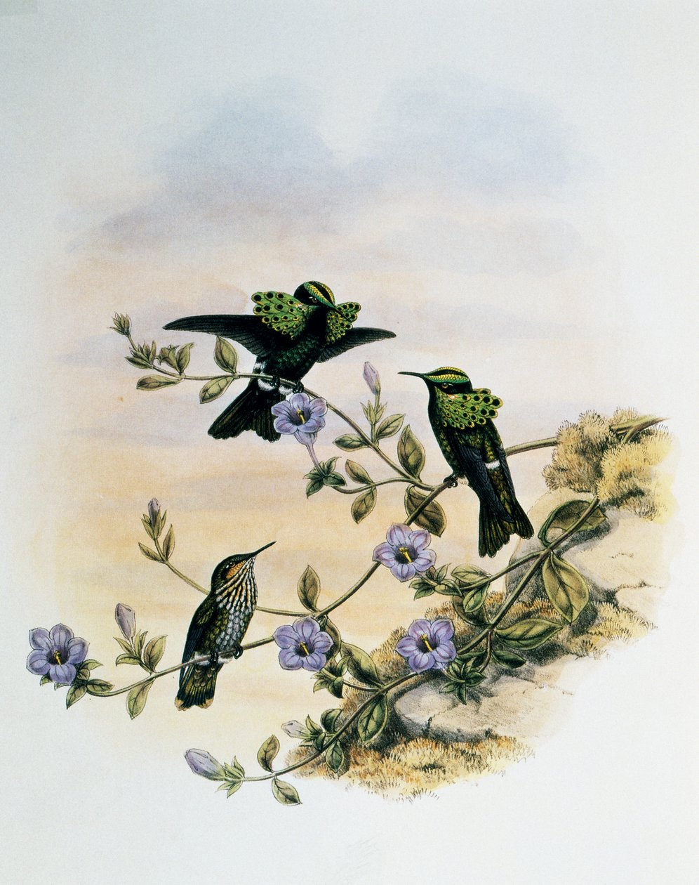 Peacock Coquette (Lophornis pavoninus), gravering fra Monograph of Trochilidae or Humming Birds (1849-1861), av John Gould (1804-1881), Storbritannia av John Gould