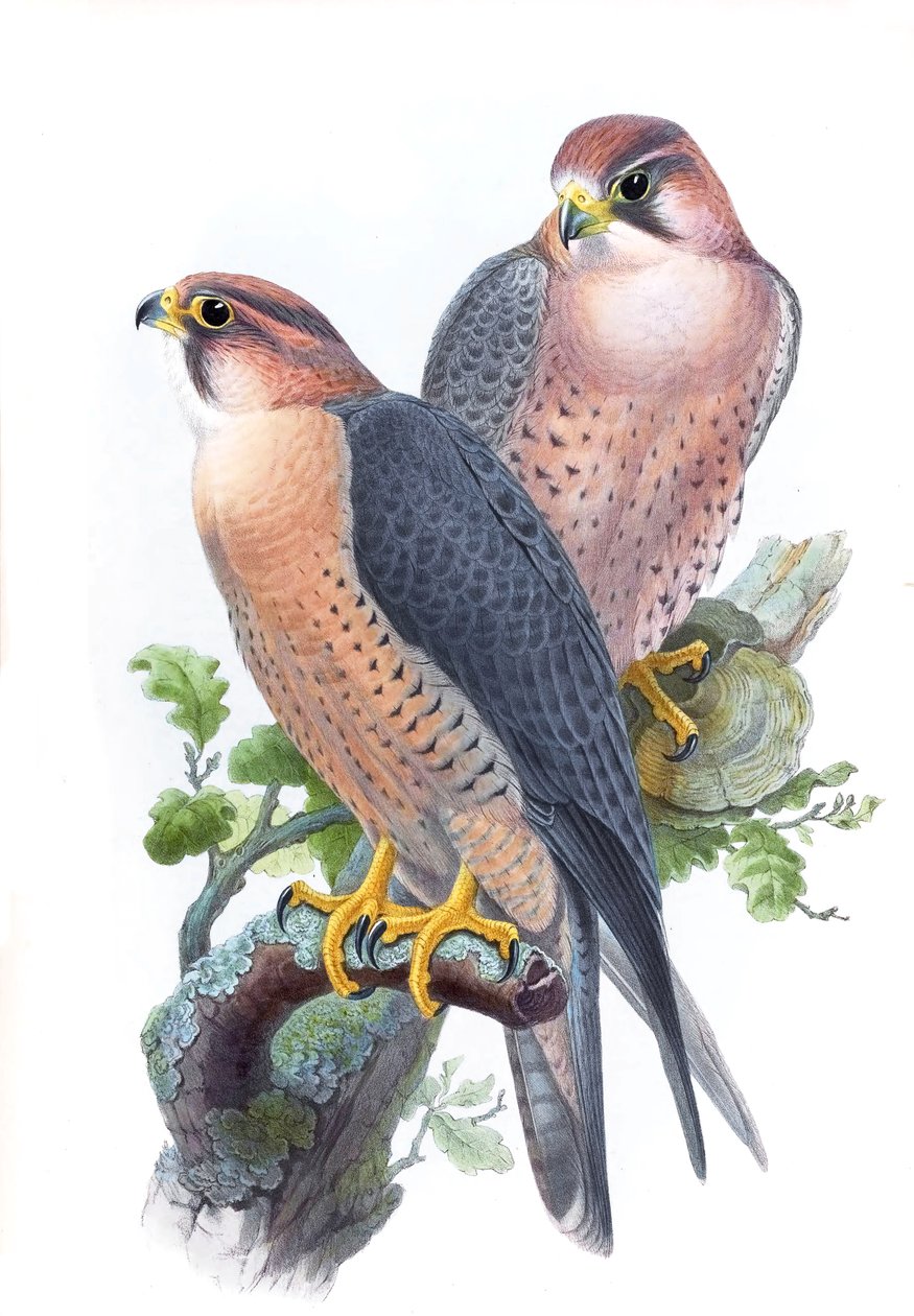 vandrefalk, (rødhakket falk) Falco peregrinus babylonicus Sclater av John Gould