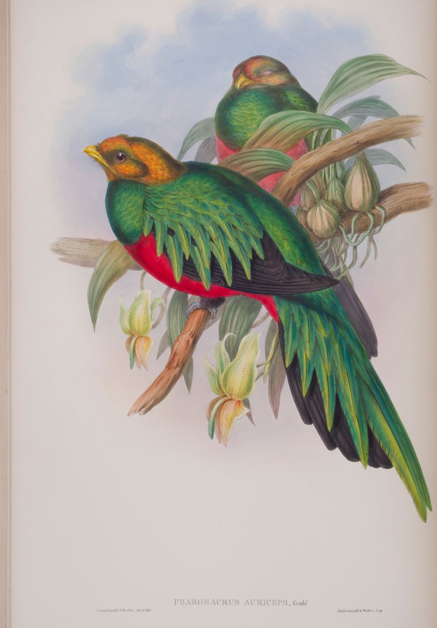Pharomacrus Auriceps, tallerken fra The Birds of Great Britain av John Gould, utgitt 1862-73 (håndfarget lito) av John Gould