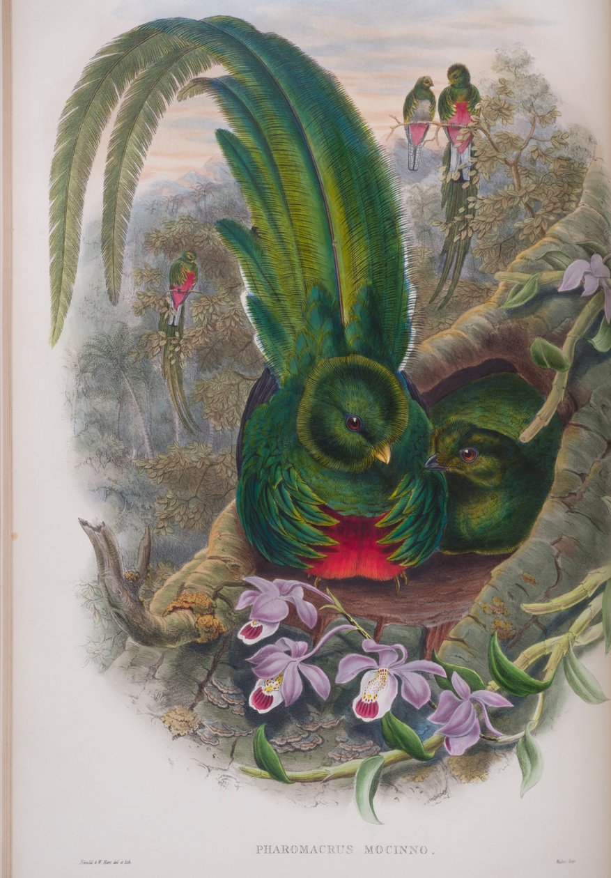 Pharomacrus Mocinno, plate fra The Birds of Great Britain av John Gould, utgitt 1862-73 (håndfarget lito) av John Gould