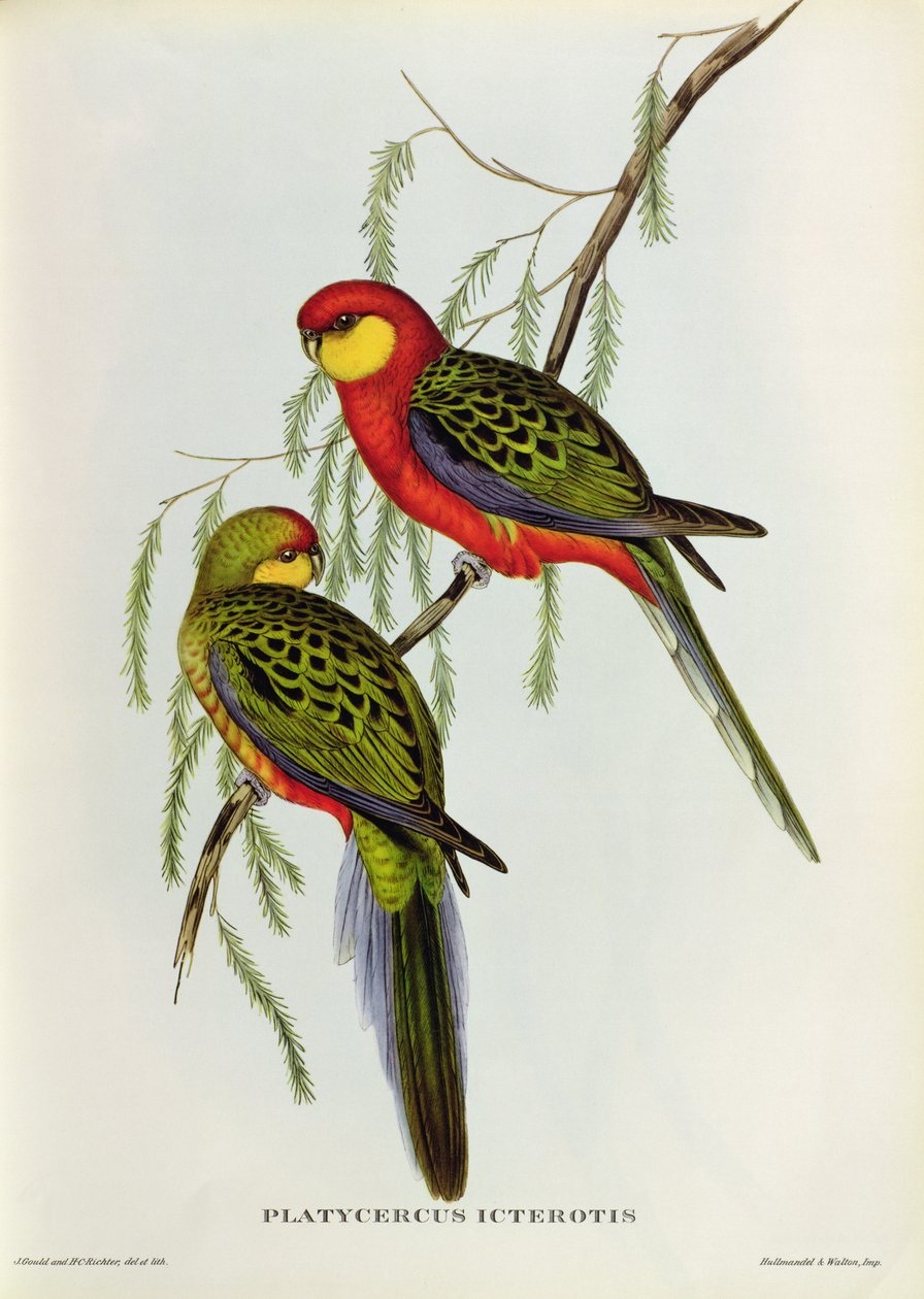 Platycercus Icterotis av John Gould